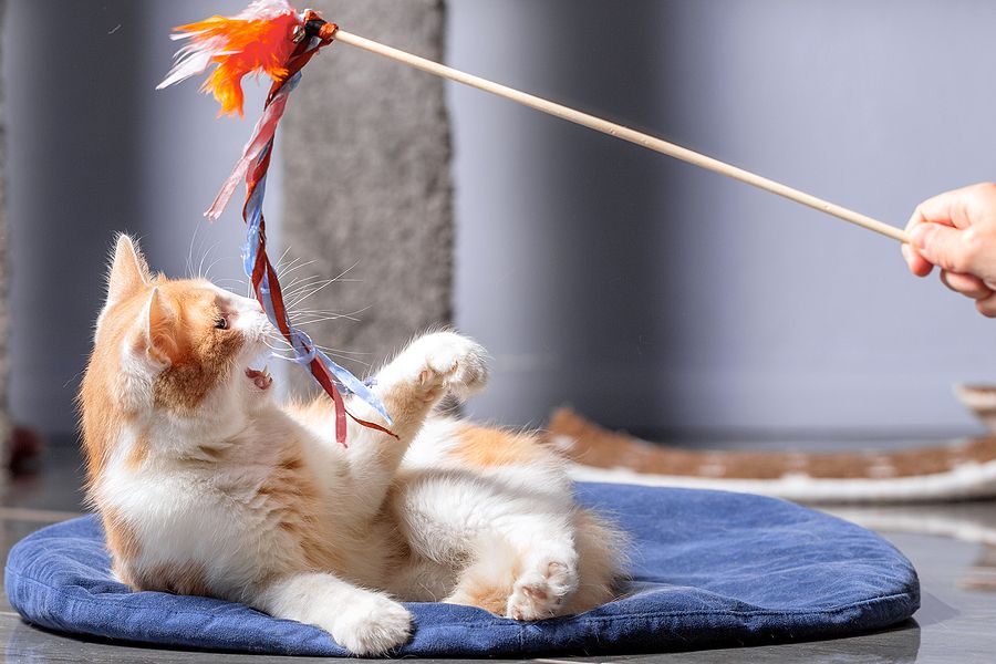 Cat Toys